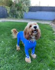 Mucki Mutz Dog Wear ライトスーツ ロイヤルブルー