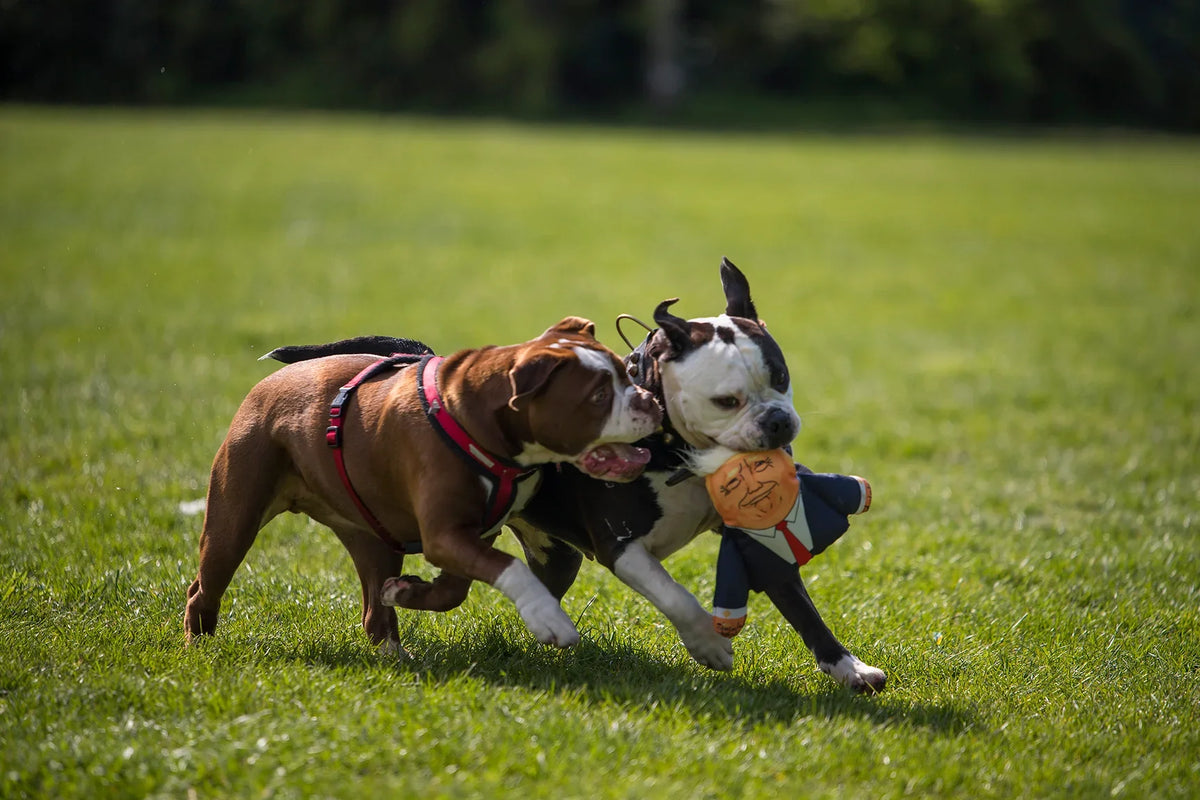 PET HATES TOYS