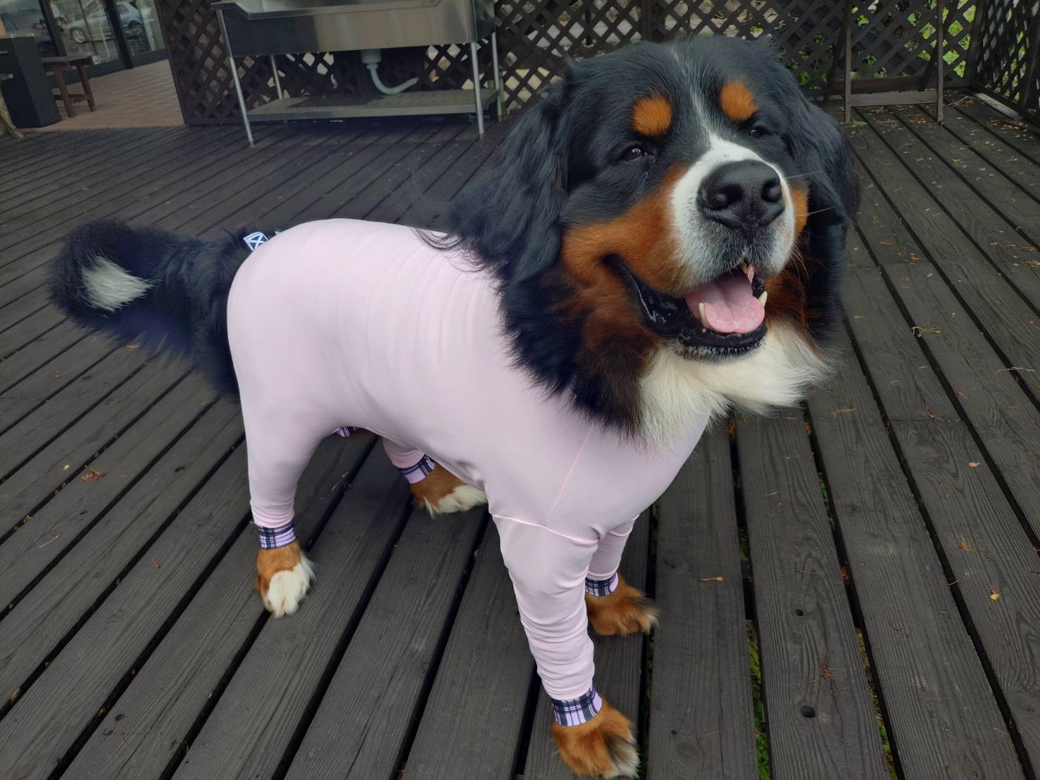 Mucki Mutz Dog Wear　ライトスーツ　ベビーピンク　男の子、女の子兼用