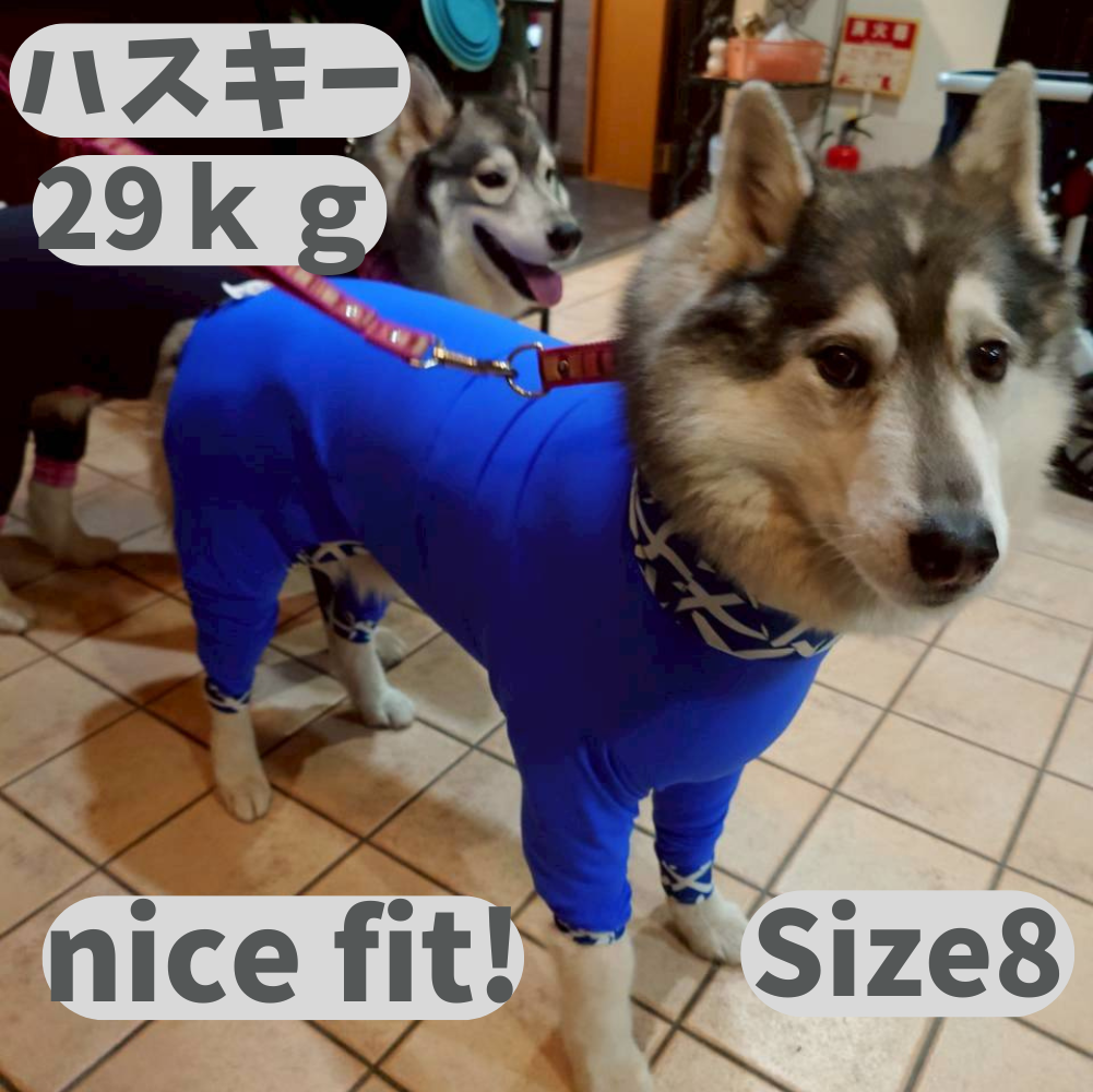 Mucki Mutz Dog Wear 　Ligth Suit 着用例