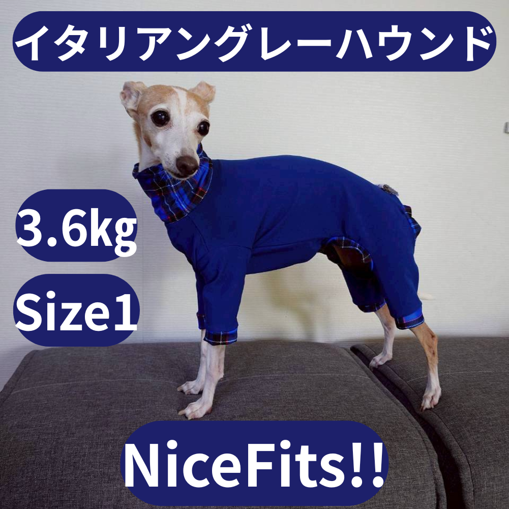 Mucki Mutz Dog Wear 　Ligth Suit 着用例