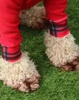Mucki Mutz Dog Wear　ライトスーツ　レッド