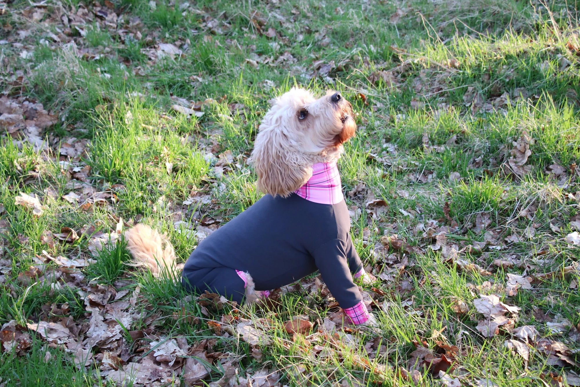 Mucki Mutz Dog Wear　ライトスーツ　グレイ　男の子、女の子兼用