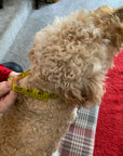 Mucki Mutz Dog Wear　サイズの測り方と着脱動画