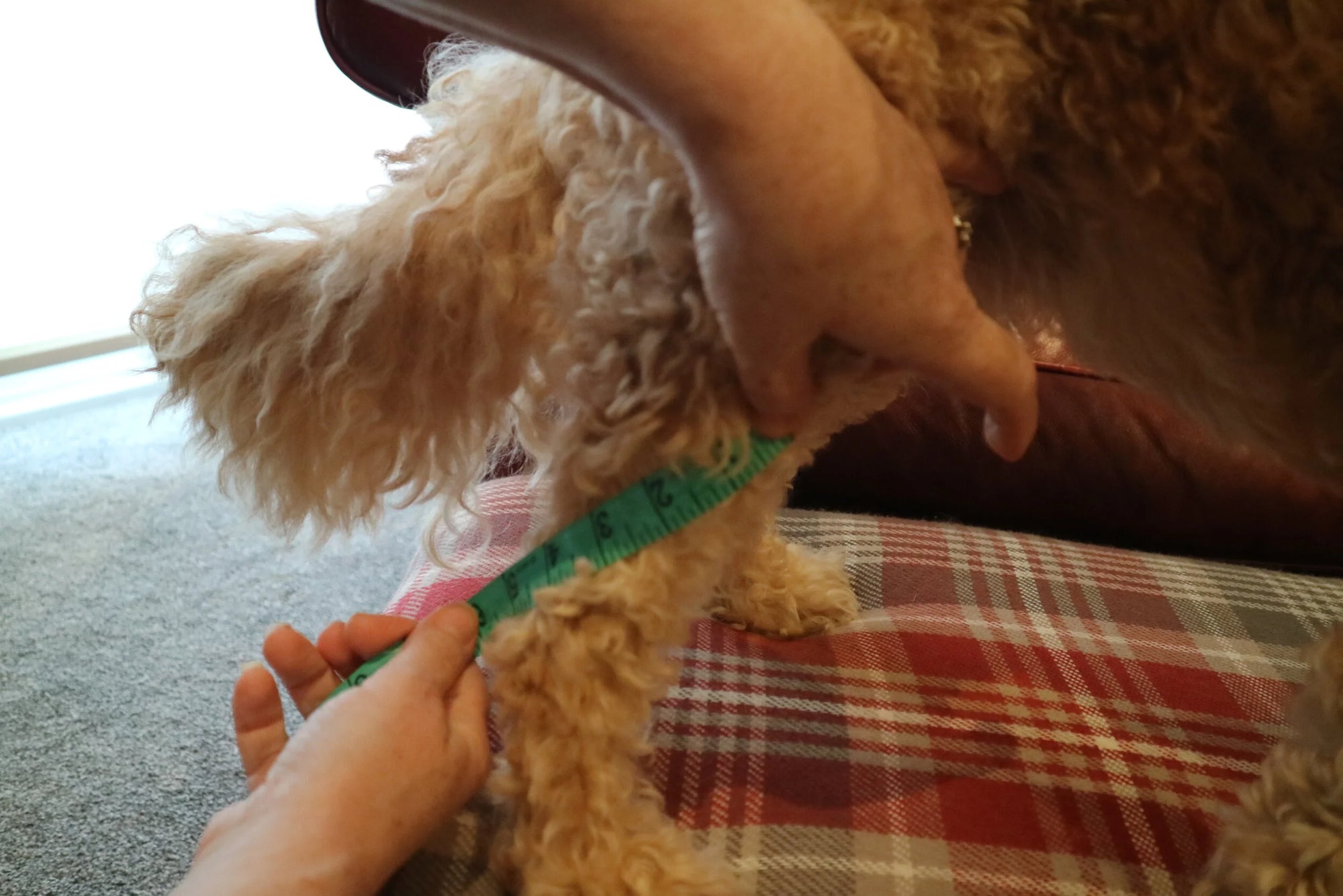 Mucki Mutz Dog Wear　サイズの測り方と着脱動画